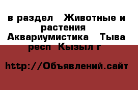  в раздел : Животные и растения » Аквариумистика . Тыва респ.,Кызыл г.